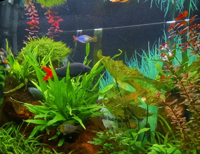 28 gallons planted tank (mostly live plants and fish) - Redtail shark is the boss... 28 gallons planted tank (mostly live plants and fish) - Redtail shark is the boss...