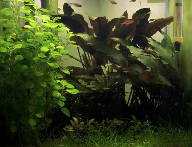 5 gallons planted tank (mostly live plants and fish) - 15 months of maturity, with weekly or biweekly maintenance. 5 gallons planted tank (mostly live plants and fish) - 15 months of maturity, with weekly or biweekly maintenance.