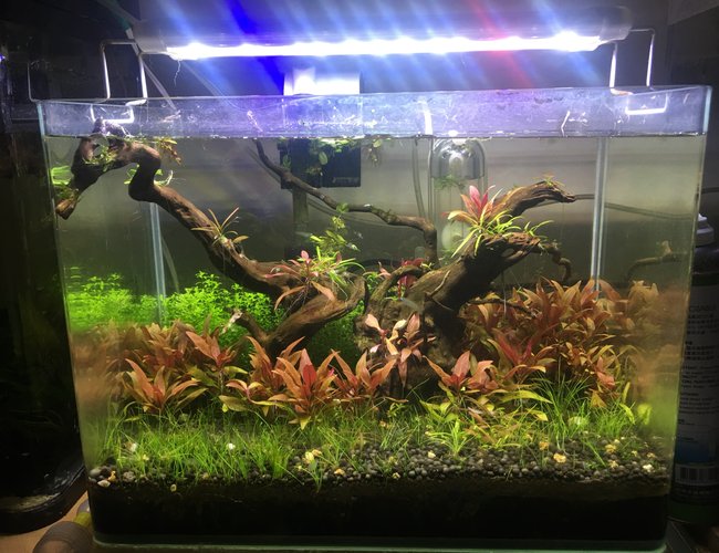 5 gallons planted tank (mostly live plants and fish) - green and red 5 gallons planted tank (mostly live plants and fish) - green and red
