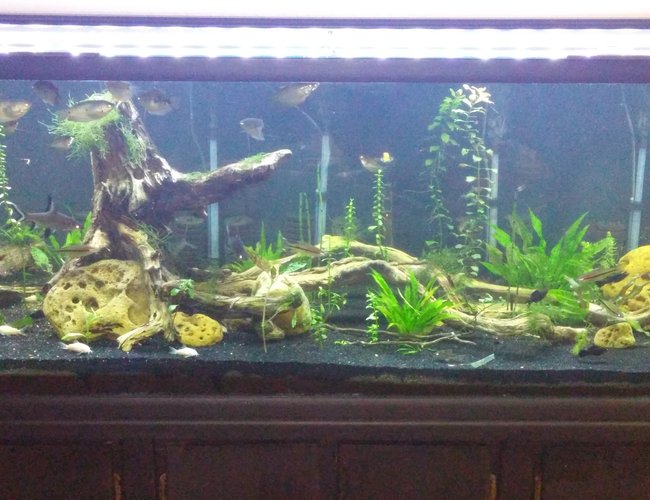 180 gallons planted tank (mostly live plants and fish) - My 180 180 gallons planted tank (mostly live plants and fish) - My 180
