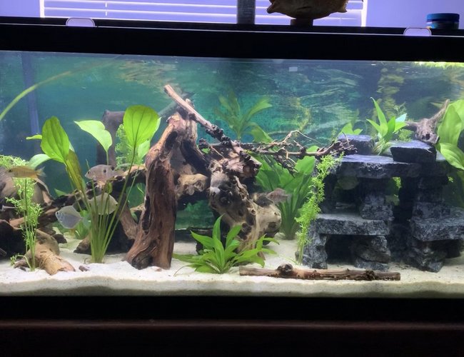 75 gallons planted tank (mostly live plants and fish) - My 75 gallon mixed cichlid tank! 75 gallons planted tank (mostly live plants and fish) - My 75 gallon mixed cichlid tank!