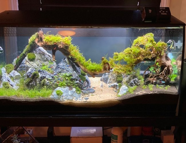 33 gallons planted tank (mostly live plants and fish) - Taiwan Moss Aquascape 33 gallons planted tank (mostly live plants and fish) - Taiwan Moss Aquascape