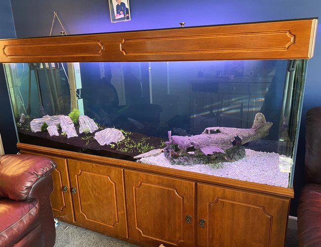 100 gallons planted tank (mostly live plants and fish) - Mid cycle, before fish. 100 gallons planted tank (mostly live plants and fish) - Mid cycle, before fish.