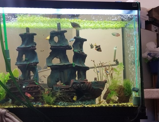 65 gallons planted tank (mostly live plants and fish) - 3 months in 65 gallons planted tank (mostly live plants and fish) - 3 months in