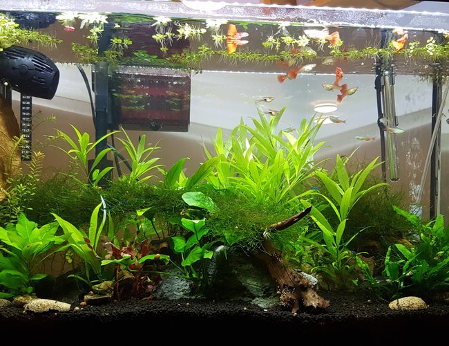 30 gallons planted tank (mostly live plants and fish) - this is my 4 month old 30 Gallon 30 gallons planted tank (mostly live plants and fish) - this is my 4 month old 30 Gallon