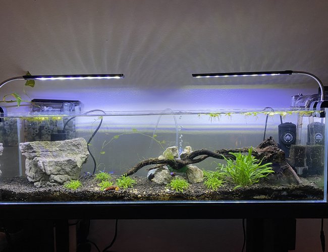 12 gallons planted tank (mostly live plants and fish) - My first tank 12 gallons planted tank (mostly live plants and fish) - My first tank