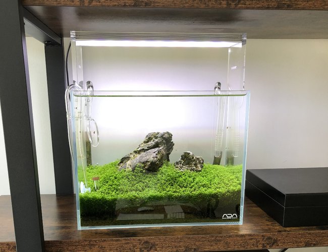 2 gallons planted tank (mostly live plants and fish) - Ada mini S 2 gallons planted tank (mostly live plants and fish) - Ada mini S