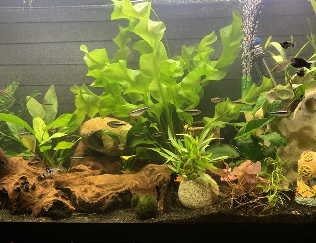 29 gallons planted tank (mostly live plants and fish) - 29 Community Tank 29 gallons planted tank (mostly live plants and fish) - 29 Community Tank