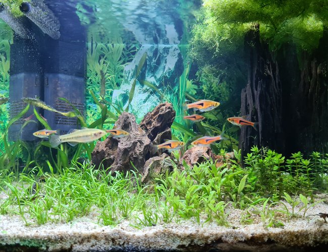 7 gallons planted tank (mostly live plants and fish) - My attempt to grow carpet this year 7 gallons planted tank (mostly live plants and fish) - My attempt to grow carpet this year