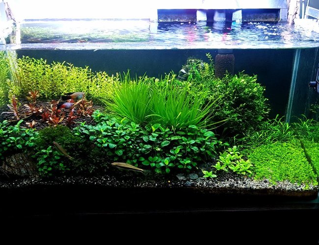 15 gallons planted tank (mostly live plants and fish) - Freshwater PlantitoAlternanthera Reineckii, Blyxa Japonica, Windelov Fern, Rotala Colorata, Anubias nana petite, monte carlo, staurogyn repens, Cryptocoryne Parva, easter Island statue :p 15 gallons planted tank (mostly live plants and fish) - Freshwater PlantitoAlternanthera Reineckii, Blyxa Japonica, Windelov Fern, Rotala Colorata, Anubias nana petite, monte carlo, staurogyn repens, Cryptocoryne Parva, easter Island statue :p