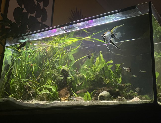 10 gallons planted tank (mostly live plants and fish) - My 3ft community tank 10 gallons planted tank (mostly live plants and fish) - My 3ft community tank