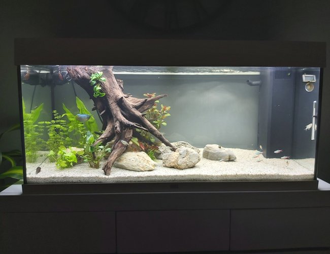 39 gallons planted tank (mostly live plants and fish) - My tank 39 gallons planted tank (mostly live plants and fish) - My tank
