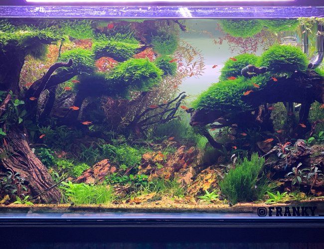 60 gallons planted tank (mostly live plants and fish) - Tsunami 60 gallons planted tank (mostly live plants and fish) - Tsunami