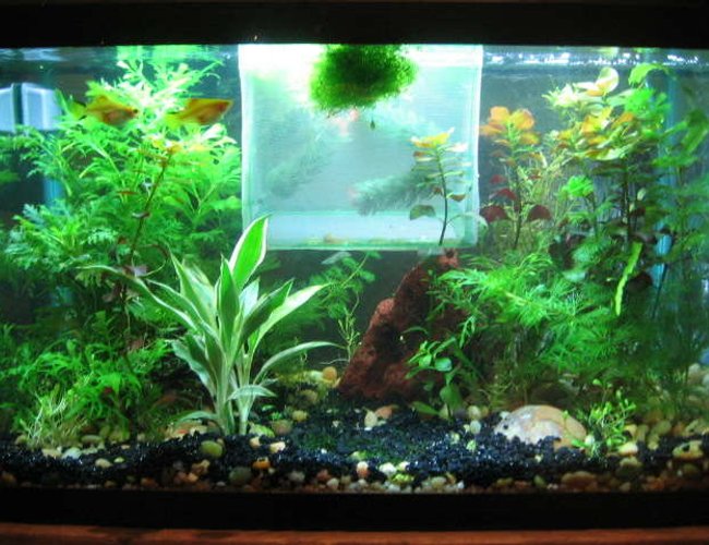 10 gallons planted tank (mostly live plants and fish) 10 gallons planted tank (mostly live plants and fish)