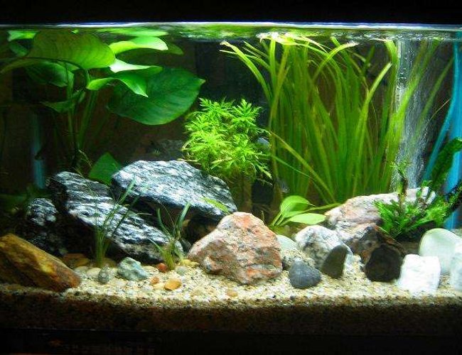 10 gallons planted tank (mostly live plants and fish) - My first planted tank 10 gallons planted tank (mostly live plants and fish) - My first planted tank