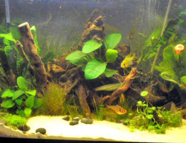 12 gallons planted tank (mostly live plants and fish) - my tank on 12 october 2006 12 gallons planted tank (mostly live plants and fish) - my tank on 12 october 2006