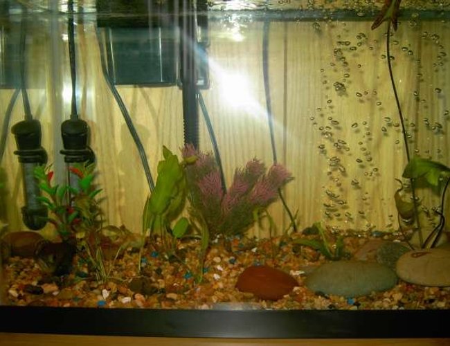 10 gallons planted tank (mostly live plants and fish) - A pic of my tank with my oscar fish on the bottem left hand side. 10 gallons planted tank (mostly live plants and fish) - A pic of my tank with my oscar fish on the bottem left hand side.