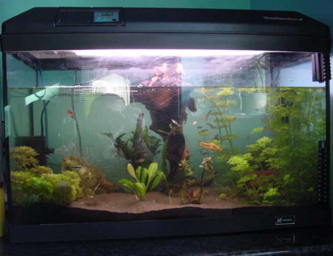 113 gallons planted tank (mostly live plants and fish) - fgt 113 gallons planted tank (mostly live plants and fish) - fgt