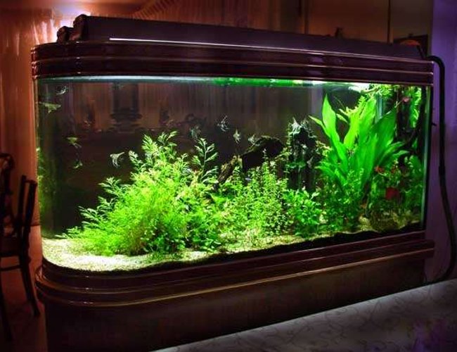 64 gallons planted tank (mostly live plants and fish) - 4 ft two-sided tank on wooden stand. 64 gallons planted tank (mostly live plants and fish) - 4 ft two-sided tank on wooden stand.