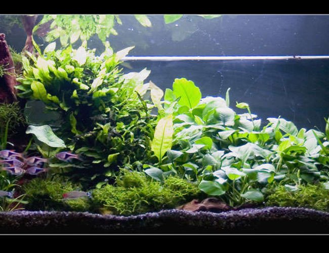31 gallons planted tank (mostly live plants and fish) - some plants 31 gallons planted tank (mostly live plants and fish) - some plants