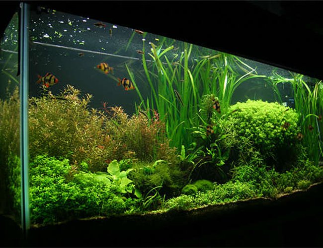 55 gallons planted tank (mostly live plants and fish) - 55 gallon. Carbo Plus CO2. 220 watts 5500K power compact fluorescent lighting. 55 gallons planted tank (mostly live plants and fish) - 55 gallon. Carbo Plus CO2. 220 watts 5500K power compact fluorescent lighting.