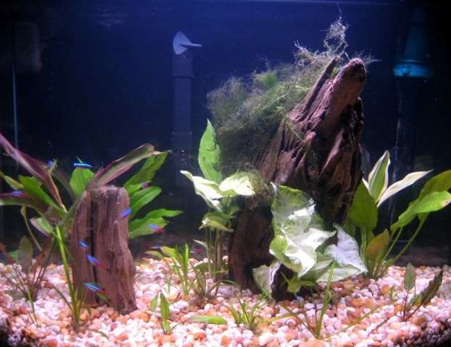 26 gallons planted tank (mostly live plants and fish) - 26 gal bow 26 gallons planted tank (mostly live plants and fish) - 26 gal bow