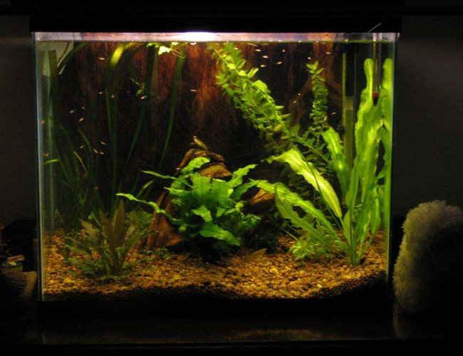 50 gallons planted tank (mostly live plants and fish) - 15g 50 gallons planted tank (mostly live plants and fish) - 15g