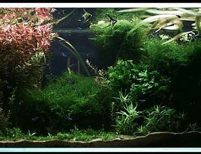 200 gallons planted tank (mostly live plants and fish) 200 gallons planted tank (mostly live plants and fish)