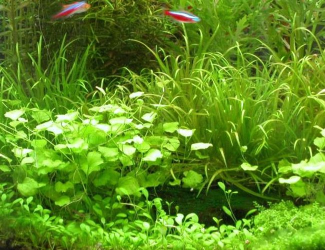 50 gallons planted tank (mostly live plants and fish) - ... 50 gallons planted tank (mostly live plants and fish) - ...