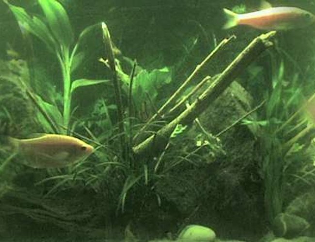 26 gallons planted tank (mostly live plants and fish) - a panaramic view ov my tank,
its inproving slowly,
if u look at my outher pics u can see what it looked like larst mouth,
its just all growing and aquascapeing nw, 26 gallons planted tank (mostly live plants and fish) - a panaramic view ov my tank,
its inproving slowly,
if u look at my outher pics u can see what it looked like larst mouth,
its just all growing and aquascapeing nw,