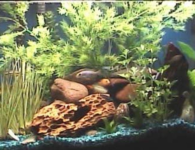 55 gallons planted tank (mostly live plants and fish) - 55 gal Malawi Mbuna Cichilds/plants 55 gallons planted tank (mostly live plants and fish) - 55 gal Malawi Mbuna Cichilds/plants