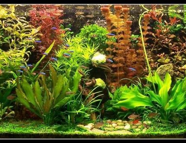 103 gallons planted tank (mostly live plants and fish) - My planted aquarium-465 liter- march 2007 103 gallons planted tank (mostly live plants and fish) - My planted aquarium-465 liter- march 2007