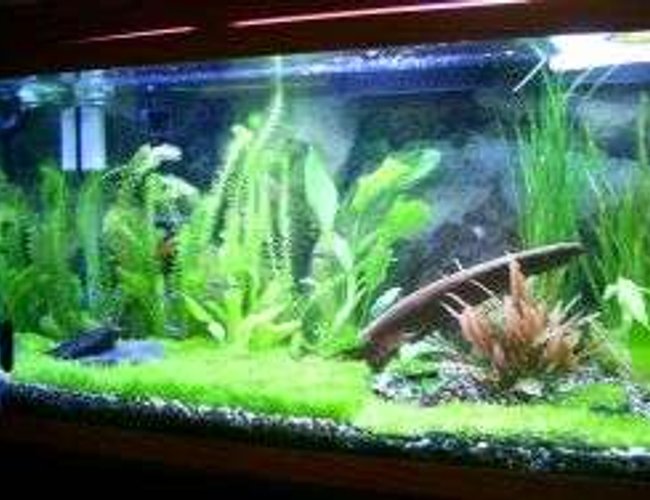 55 gallons planted tank (mostly live plants and fish) - another angle on my 55 gallon tank 55 gallons planted tank (mostly live plants and fish) - another angle on my 55 gallon tank