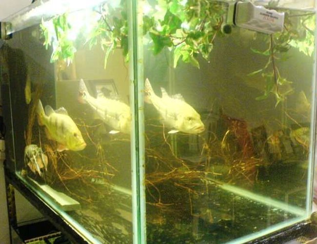 67 gallons planted tank (mostly live plants and fish) - peacock bass feature tank in a moderate decor with some plant foilage and minature design concept into a unspoilt river deep inside the amazon waters 67 gallons planted tank (mostly live plants and fish) - peacock bass feature tank in a moderate decor with some plant foilage and minature design concept into a unspoilt river deep inside the amazon waters