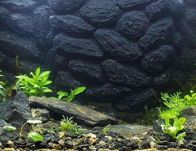 25 gallons planted tank (mostly live plants and fish) - 17.4.2007 25 gallons planted tank (mostly live plants and fish) - 17.4.2007