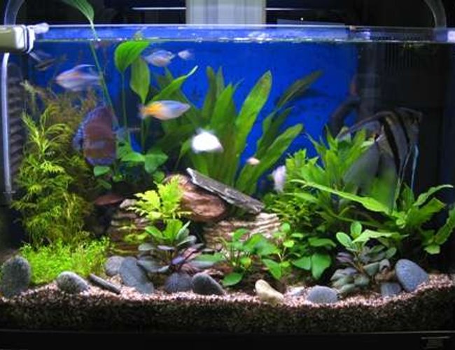 17 gallons planted tank (mostly live plants and fish) - Improved with DIY CO2. 17 gallons planted tank (mostly live plants and fish) - Improved with DIY CO2.