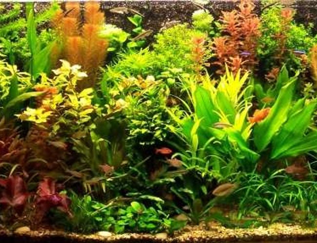 103 gallons planted tank (mostly live plants and fish) - My planted aquarium-465 liter 103 gallons planted tank (mostly live plants and fish) - My planted aquarium-465 liter