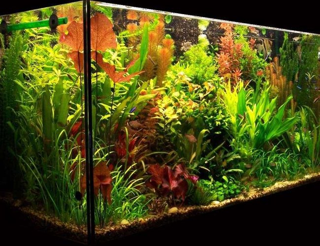 103 gallons planted tank (mostly live plants and fish) - My planted aquarium-465 liter 103 gallons planted tank (mostly live plants and fish) - My planted aquarium-465 liter