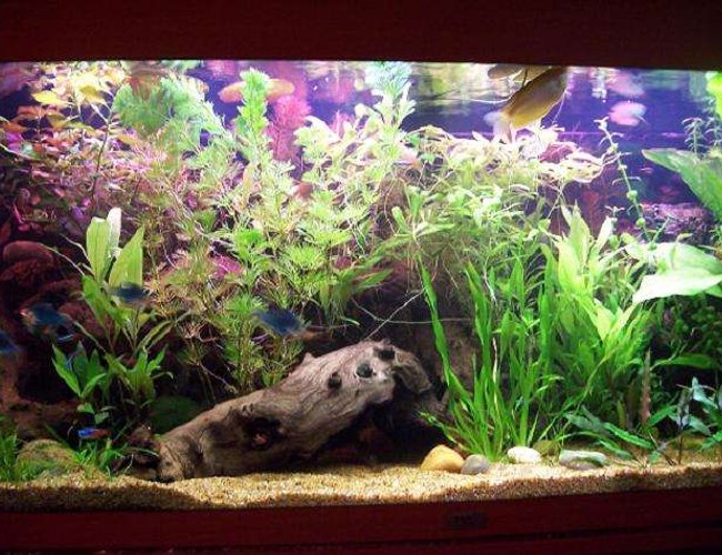 47 gallons planted tank (mostly live plants and fish) - Front view... A male Gold Gourami is visible to the top. 47 gallons planted tank (mostly live plants and fish) - Front view... A male Gold Gourami is visible to the top.