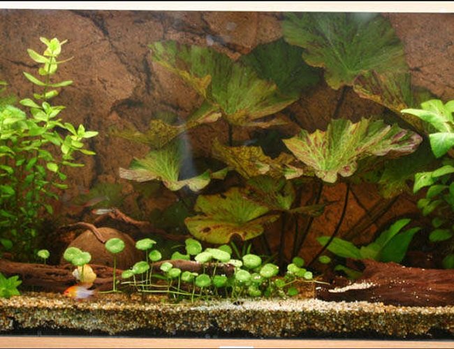 47 gallons planted tank (mostly live plants and fish) - My tank 47 gallons planted tank (mostly live plants and fish) - My tank