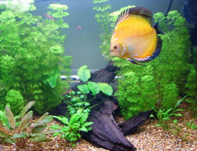 50 gallons planted tank (mostly live plants and fish) - My Community Tank , 2 nearing adult discus , 3 juvinile discus, 6 Harlequin tetras, 1 Bristlenose Catfish, 1 Pakastani Loach. Custom Trickle filter plus internal powerhead with sponge. Lots of Plants unsure of species not a plant expert. 50 gallons planted tank (mostly live plants and fish) - My Community Tank , 2 nearing adult discus , 3 juvinile discus, 6 Harlequin tetras, 1 Bristlenose Catfish, 1 Pakastani Loach. Custom Trickle filter plus internal powerhead with sponge. Lots of Plants unsure of species not a plant expert.