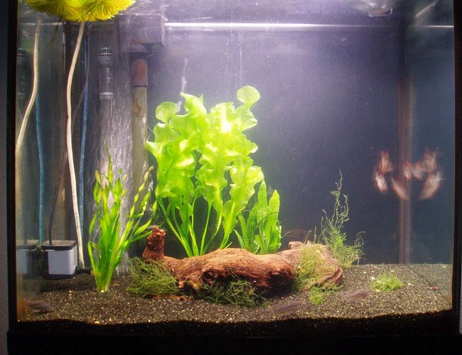 22 gallons planted tank (mostly live plants and fish) - New plants bought today. 22 gallons planted tank (mostly live plants and fish) - New plants bought today.