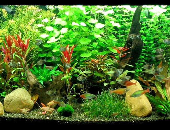 72 gallons planted tank (mostly live plants and fish) - Planted 72 bowfront (overflow) with rock and driftwood 72 gallons planted tank (mostly live plants and fish) - Planted 72 bowfront (overflow) with rock and driftwood