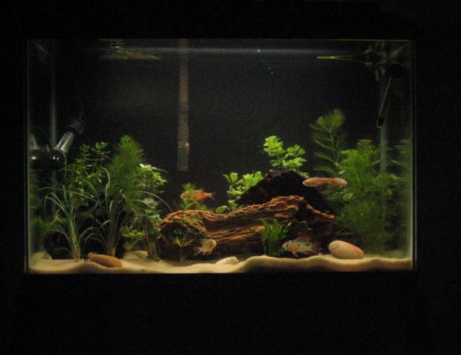 20 gallons planted tank (mostly live plants and fish) - 20 Gallon Planted Bolivian Ram tank 20 gallons planted tank (mostly live plants and fish) - 20 Gallon Planted Bolivian Ram tank