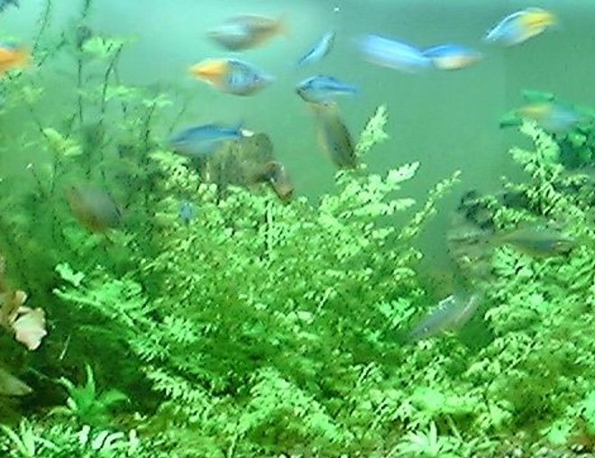 125 gallons planted tank (mostly live plants and fish) - 125 gal.Ferns, Anubius, crypt, grasses, lilies, ect. The school of rainbows is about 25 deep. 2x160w vho, 3x55w pc. ebo jaeger heater, penguin 300 biowheel, 802 power head. Let me know whAT YOU THINK! 125 gallons planted tank (mostly live plants and fish) - 125 gal.Ferns, Anubius, crypt, grasses, lilies, ect. The school of rainbows is about 25 deep. 2x160w vho, 3x55w pc. ebo jaeger heater, penguin 300 biowheel, 802 power head. Let me know whAT YOU THINK!