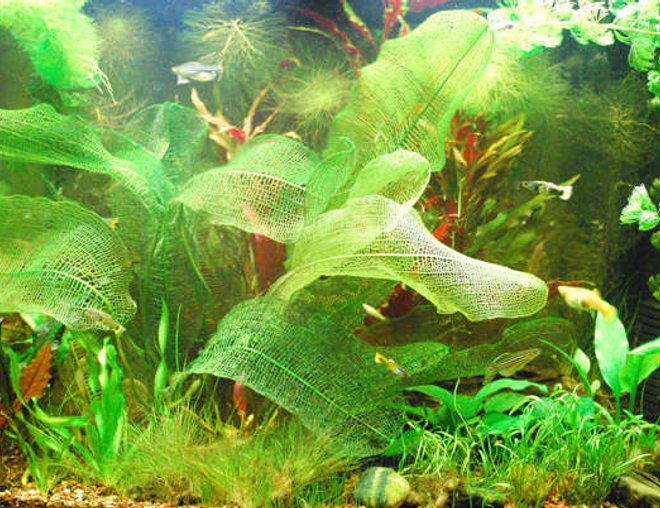 28 gallons planted tank (mostly live plants and fish) - My tank 28 gallons planted tank (mostly live plants and fish) - My tank