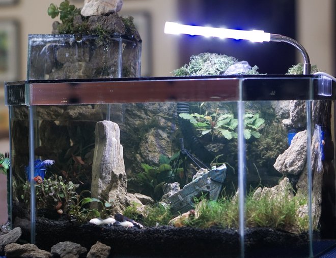 planted tank (mostly live plants and fish) - My newly built shipwreck themed betta tank with suspended add on part planted tank (mostly live plants and fish) - My newly built shipwreck themed betta tank with suspended add on part