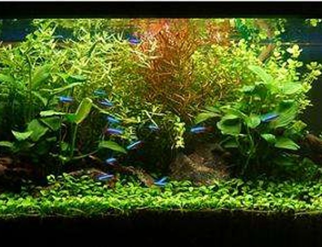 55 gallons planted tank (mostly live plants and fish) - my 55 gallon. 55 gallons planted tank (mostly live plants and fish) - my 55 gallon.
