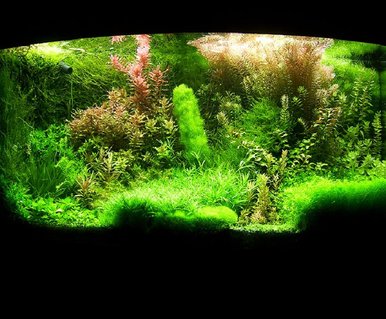 Rated #5: 72 Gallons Planted Tank - Shrimp paradise:) Rated #5: 72 Gallons Planted Tank - Shrimp paradise:)