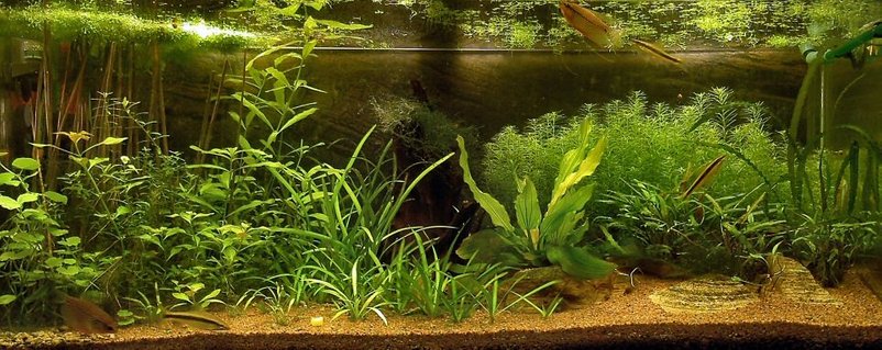 Rated #64: 35 Gallons Planted Tank - About one month after setup Rated #64: 35 Gallons Planted Tank - About one month after setup